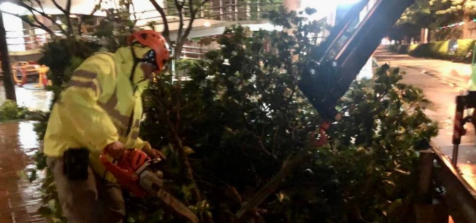 八號風球除下 市政署正加緊清理垃圾及處理樹木斷枝