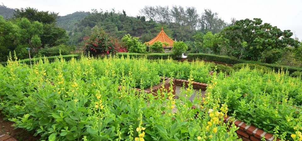 黑沙水库郊野公园花坛蜜源植物盛放