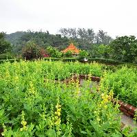 黑沙水库郊野公园花坛蜜源植物盛放