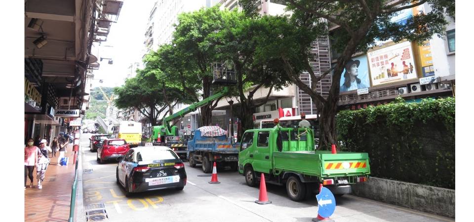 市政署于风季前进行树木巡查及修剪工作