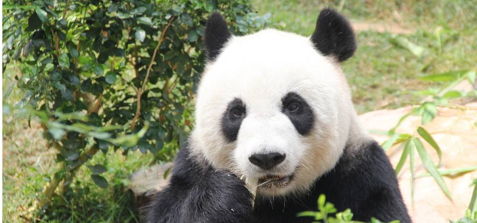 澳门大熊猫“开心家族”近况