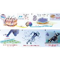 澳大成功研发可识别3D轮廓磁化电子皮肤