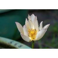 Flor de Lótus Desabrochada em Celebração do Duplo Aniversário – 24.o Festival da Flor de Lótus de Macau