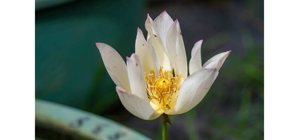 Flor de Lótus Desabrochada em Celebração do Duplo Aniversário – 24.o Festival da Flor de Lótus de Macau